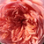 Różowy  - Angielska róża - Candy Rain